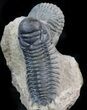 Nice Crotalocephalina & Reedops Trilobite Association #41821-2
